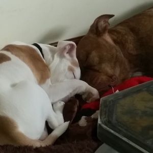 Meet your Posher, Alyson christina